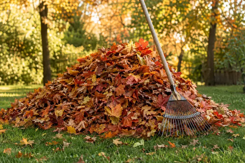 Large pile of autumn leaves with a rake